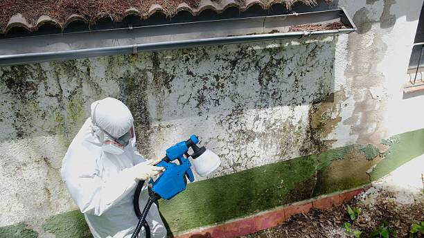 Mold Removal service in Fayville